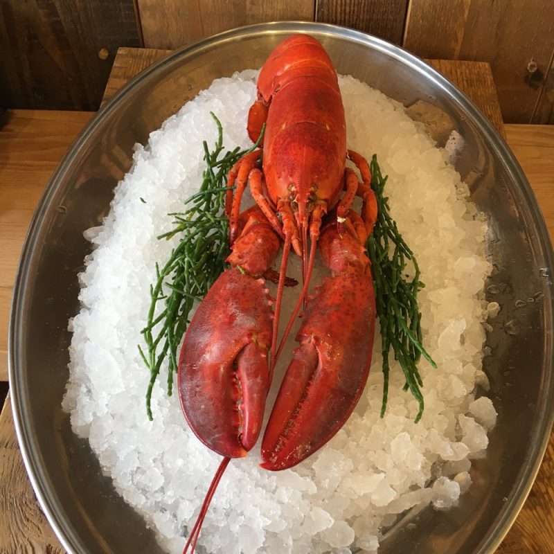 Whole cooked Orkney Lobster approx 500g